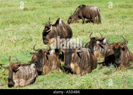 Tansania Ngorongoro Gnus Stockfoto
