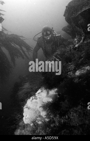 Taucher in einem Kelpwald in der Bretagne Stockfoto