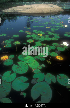 Seerosen und Felsvorsprungs in großen Biber Teich Greater Sudbury, Ontario, Kanada Stockfoto