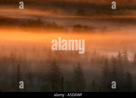 Runzelblatt-Moor im Tal mit Sonnenaufgang Licht auf Nebel über Fichten und Lärchen Greater Sudbury, Ontario, Kanada Stockfoto