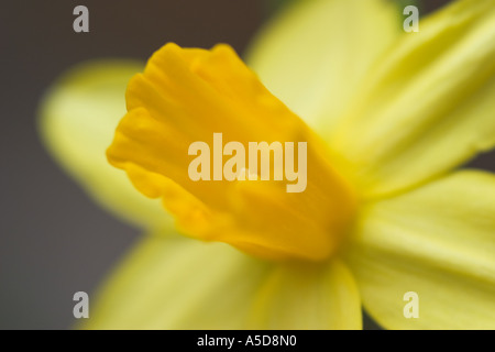 Nahaufnahme Makroaufnahme Miniatur Narzissen Tete ein Tete Zwerg Narzissen oder Narcissus Cyclamineus Stockfoto