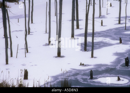 Toten Baumstümpfen zurückgeht, Schnee und Eis in Biber Teich Pointe au Baril Ontario Stockfoto