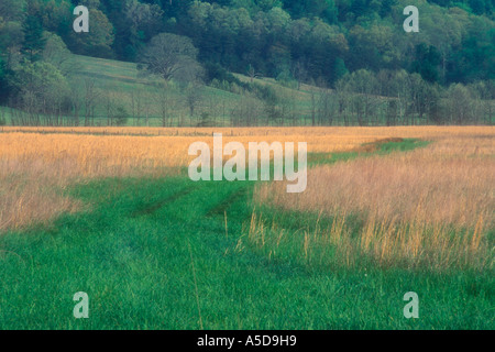 Frische Gräser und Toten Gräser im Frühjahr Weide Cades Cove Great Smoky Mountains Nationalpark Tennessee Stockfoto