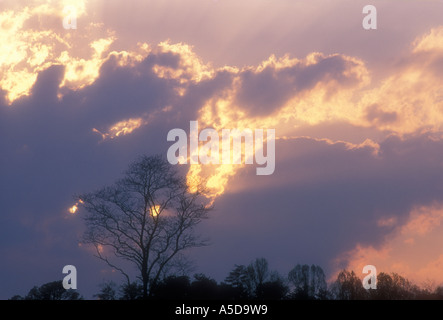 Am Abend Wolken und Baum Silhouette in Tennessee Cades Cove Great Smoky Mountains National Park Stockfoto