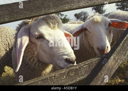 Schaf - hinter Zaun Stockfoto