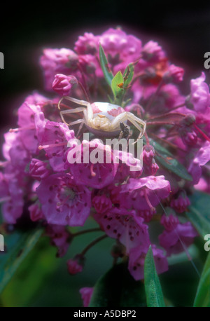 Goldrute Spinne (Misumena Vatia) weiße Form Spinne liegen auf der Lauer in Blüte Schafe Laurel Blüte Ontario Stockfoto