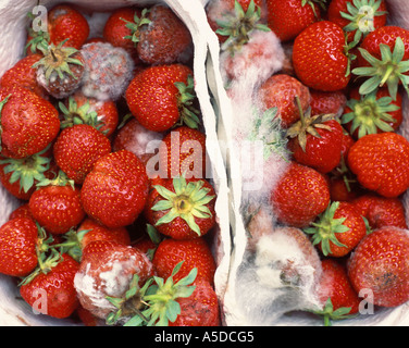 Zierleiste Erdbeeren Stockfoto