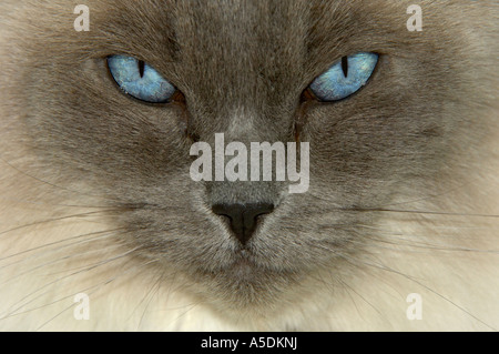 Nahaufnahme von Ragdoll Katzen Felis Catus Gesicht mit blauen Augen Stockfoto