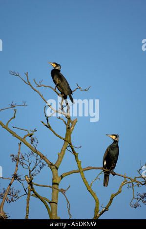 Kormorane Phalacrocorax Carbo thront im Baum Hertfordshire UK Stockfoto