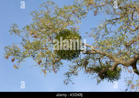 Mistel wächst am Baum Richmond UK Stockfoto