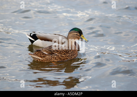 Ein Zuchtpaar der Stockente Enten auf einem See im Nordwesten von England Stockfoto