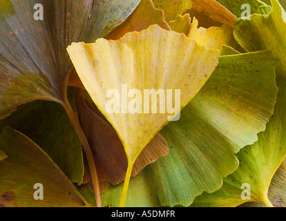 Ginkgo Biloba Nahaufnahme von Laub im Herbst Stockfoto