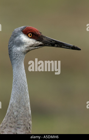 Sandhill Kran (Grus Canadensis) Porträt Altvogel die Nahrungssuche im Schlamm Myakka River State Park Florida gegraben Stockfoto