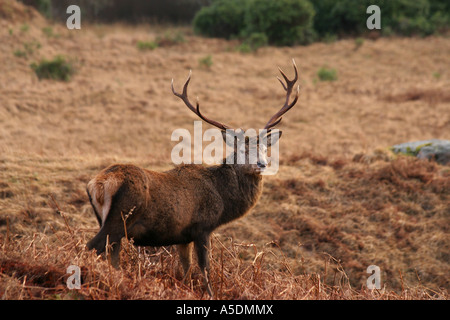 Red Deer Hirsch stehend Warnung im bracken Stockfoto