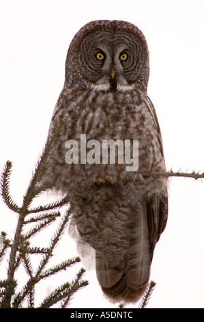 Große graue Eule (Strix Nebulosa) Winter Migrant aus borealen Wald Walden, Ontario Stockfoto