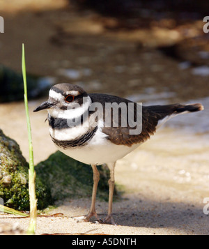 Ein Kildeer Vogel, Charadrius Vociferus, gefangen in Monterey Aquarium, Monterey Kalifornien USA Stockfoto