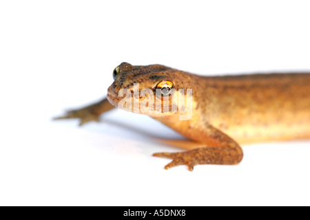 Weibliche gemeinsame Newt, Triturus Vulgaris, auf weißem Hintergrund Stockfoto