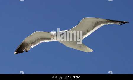 Silbermöwe im Flug Stockfoto