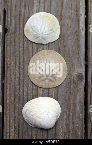 Eine Herzmuschel-Shell und zwei Sand-Dollars auf Holz Stockfoto