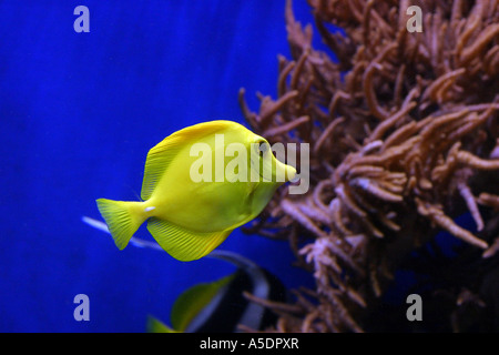 Gelbe Tang Fisch Stockfoto