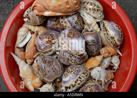 Handverlesene molluscan Muscheln zum Verkauf in Cat Street Antiquitätenmarkt Upper Lascar Row Hong Kong China Stockfoto