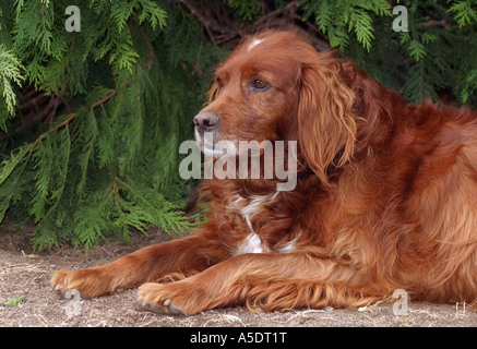 Red Setter Hund Stockfoto