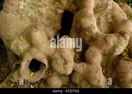 Details über den hohlen Baum (Herbst Ahorn) im Lai Chi Wo Natur reserve an den Nordosten New Territories Inseln, Hong Kong China Stockfoto