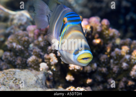 Rotes Meer Picasso Fisch Picassofish arabischen Rhinecanthus assai Landschaft Paradies Sharm El Sheikh Ägypten Korallen Riff Stockfoto