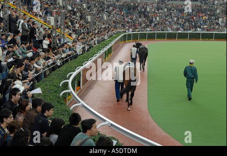 Auf der Sha Tin Racecourse in Hong Kong kühlen sich Rennpferde ab. China Stockfoto