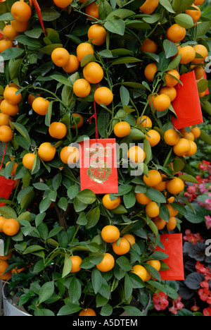 Miniatur Orangenbäumen mit roten Umschlägen angebracht während Chinese New Year in Hongkong China Stockfoto