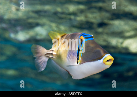 Rotes Meer Picasso Fisch Picassofish arabischen Rhinecanthus assai Landschaft Paradies Sharm El Sheikh Ägypten Korallen Riff Stockfoto