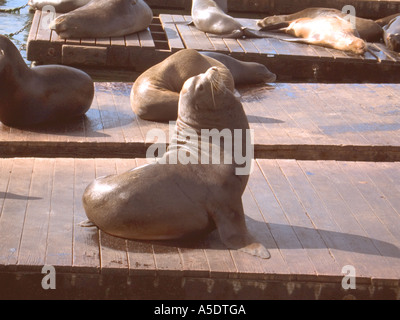 Eine dominierende männliche Kalifornische Seelöwe sonnt sich am Fisherman's Wharf, Pier 39 in San Francisco, ein beliebtes Touristenziel. Stockfoto