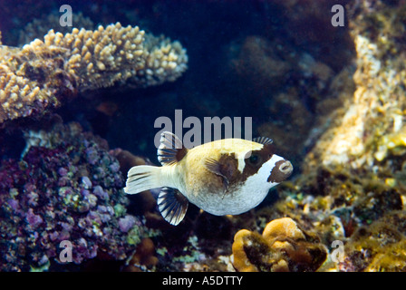 maskiert Kugelfische Kugelfisch Arothron Diadematus Rotes Meer Sharm El Sheikh Ägypten im Korallenriff Landschaft Riff riff Stockfoto