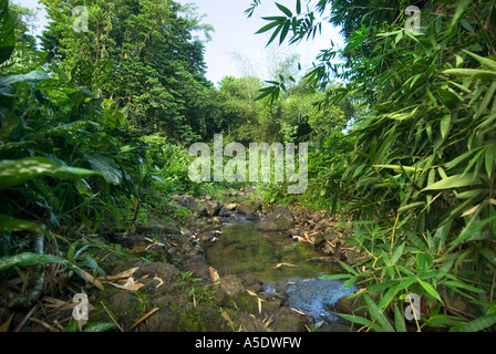 Regenwald SAMOA Mount VAEA in der Nähe der Villa Vailima von Robert Louis Stevenson Haus Hause Grab bei Apia Samoa Upolu Western West SAM Stockfoto