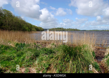 Co Fermanagh Castle Archdale Waldpark unteren Lough Erne Stockfoto