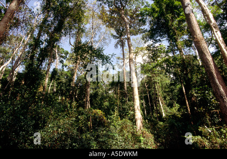 Indien South Andaman Island Chirya Tapu Küstenwald Stockfoto