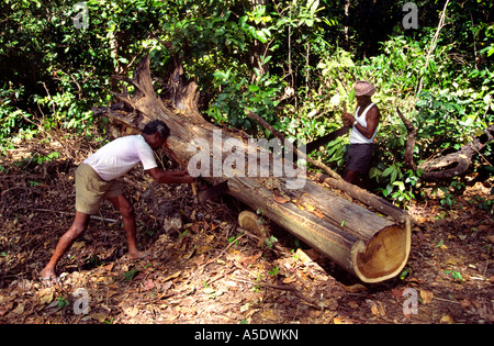 Indien South Andaman Island Chirya Tapu Forstwirtschaft Männer Sägen log Stockfoto