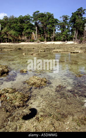 Indien South Andaman Island Chirya Tapu Seegurke im seichten Wasser aus Küstenwald Stockfoto