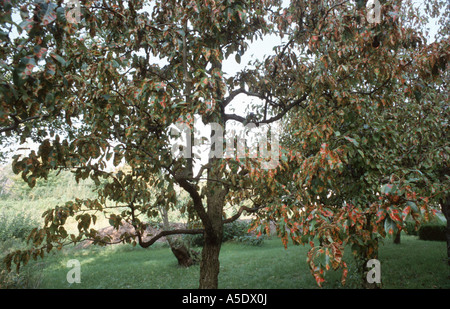 gemeinsamen Birne (Pyrus Communis), von Gymnosporangium Sabinae infiziert Stockfoto