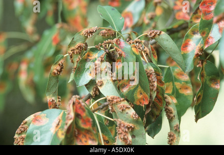 gemeinsamen Birne (Pyrus Communis), von Gymnosporangium Sabinae infiziert Stockfoto