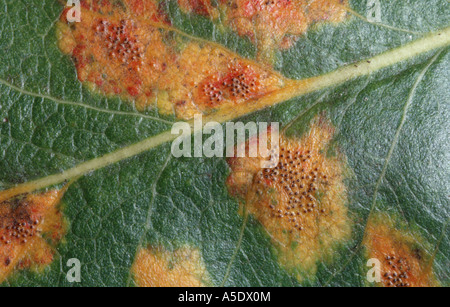 gemeinsamen Birne (Pyrus Communis), von Gymnosporangium Sabinae infiziert Stockfoto