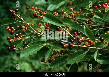 wilde Kirsche (Prunus Serotina, Padus Serotina), Zweig mit Früchten Stockfoto