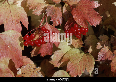 Guelder-Rose Schneeball (Viburnum Opulus), Reife Früchte und Blätter in herbstlichen Farben, Deutschland, Nordrhein-Westfalen Stockfoto