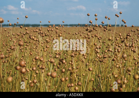 gemeinsame Flachs (Linum Usitatissimum), Feld mit Reife Fruchtkapseln, Deutschland, Niedersachsen Stockfoto