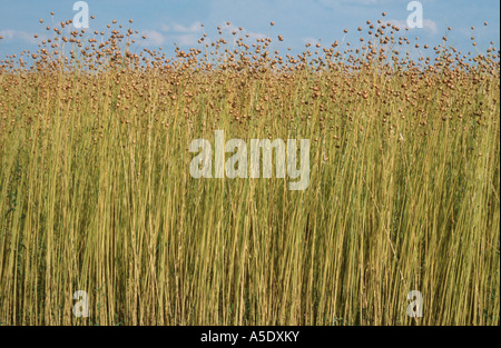 gemeinsame Flachs (Linum Usitatissimum), Feld mit Reife Fruchtkapseln, Deutschland, Niedersachsen Stockfoto