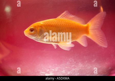 Goldfisch im Goldfischglas PR CL Stockfoto