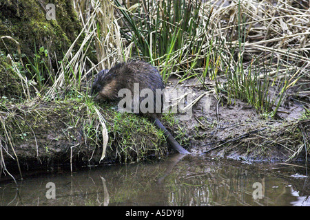 Bisamratte (Ondatra Zibethicus), am Ufer, Deutschland, Rheinland-Pfalz, Fluss Clarence Stockfoto