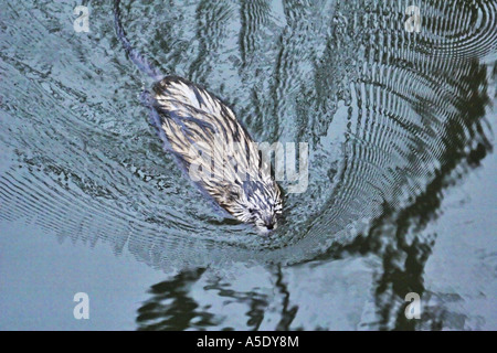 Bisamratte (Ondatra Zibethicus), Schwimmen, Deutschland, Rheinland-Pfalz, Eifel Stockfoto