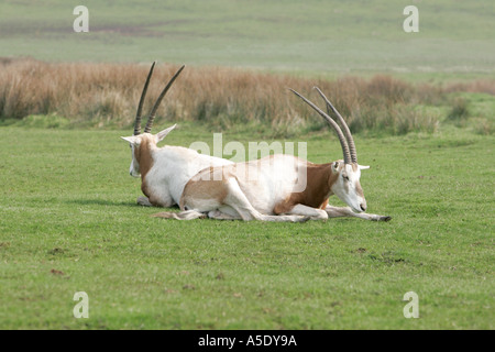 Oryx Dammah Scimitar horned Oryx-Antilopen paar zwei 2 Sahara ausgestorben wild Buck seltene vom Aussterben bedrohte Tierwelt nordafrikanischen Tierhorn antelo Stockfoto