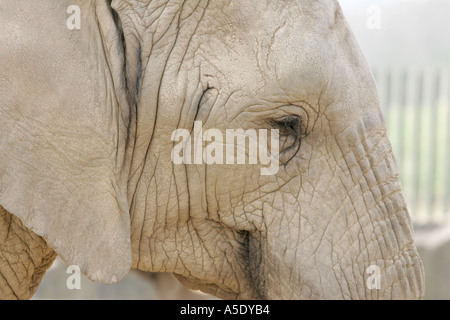 Afrikanischer Elefant Jumbo Knowsley Safari Park afrikanische Tierwelt Säugetier grauen Stoßzähne spielen Mutter und Kalb Afrika Africana Tier da Stockfoto